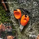 11_swedish__firesteel_scout_infographic_1_komp_1.webp